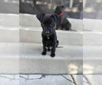 Small Mutt