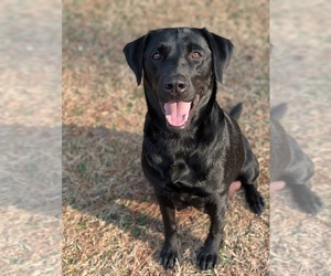 Mother of the Labrador Retriever puppies born on 01/09/2026