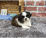 Small #4 Shih Tzu