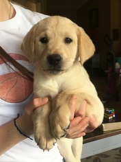 Labrador Retriever Puppy for sale in LEBANON, OR, USA