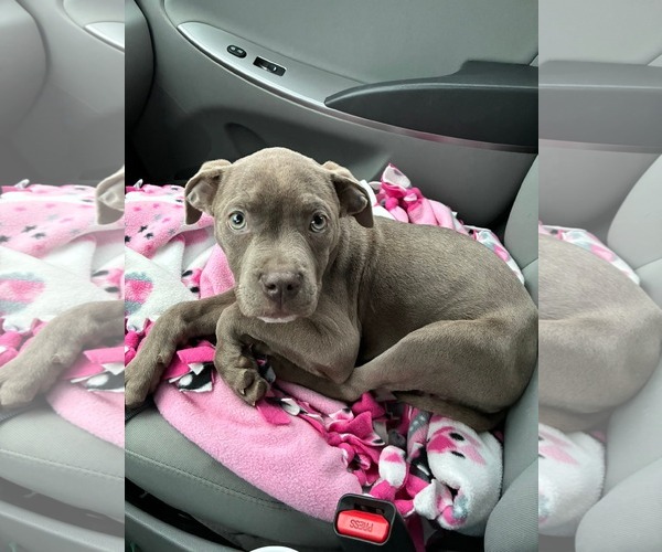 Medium Photo #4 American Pit Bull Terrier Puppy For Sale in Belleville, MI, USA