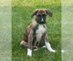 Small Borador