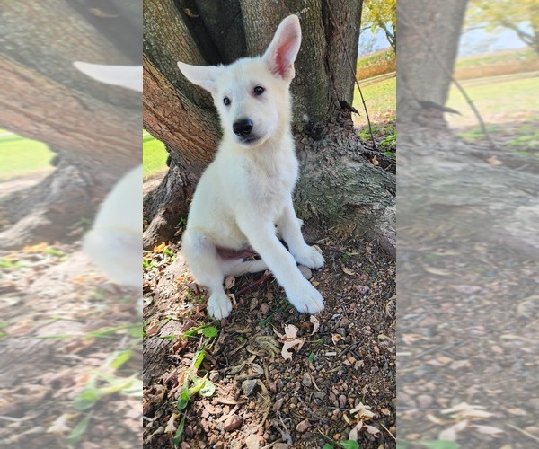 Medium Photo #13 German Shepherd Dog Puppy For Sale in GREENWOOD, WI, USA