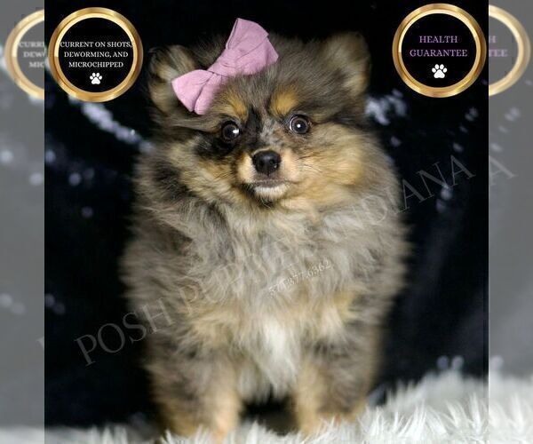 Medium Photo #24 Pomeranian Puppy For Sale in WARSAW, IN, USA