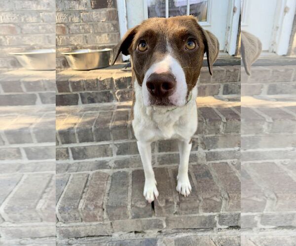 Medium Photo #9 Pointer-Unknown Mix Puppy For Sale in Woodbury, NY, USA