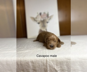 Cavapoo Puppy for sale in MURFREESBORO, AR, USA