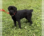 Small #1 Cocker-Pei