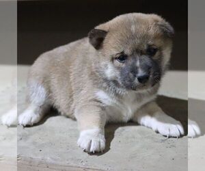 Shiba Inu Puppy for sale in CHARLES CITY, IA, USA