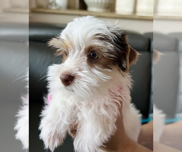 Medium Photo #3 Yorkshire Terrier Puppy For Sale in ROCKLIN, CA, USA