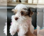 Small #2 Yorkshire Terrier
