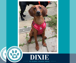 Small #3 Redbone Coonhound