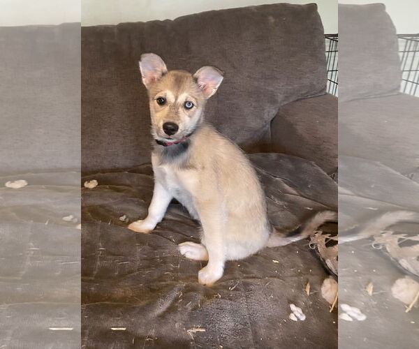 Medium Photo #1 American Eskimo Dog-Huskies  Mix Puppy For Sale in Topeka, KS, USA