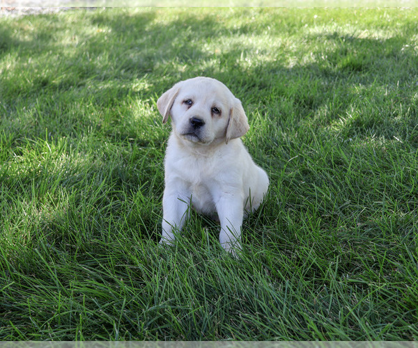 Medium Photo #6 Labrador Retriever Puppy For Sale in SYRACUSE, IN, USA