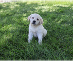 Small #5 Labrador Retriever