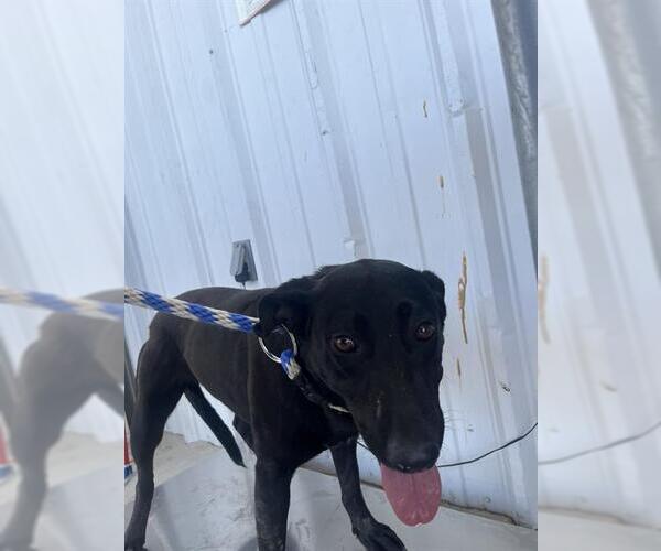 Medium Photo #1 Labrador Retriever Puppy For Sale in Bakersfield, CA, USA