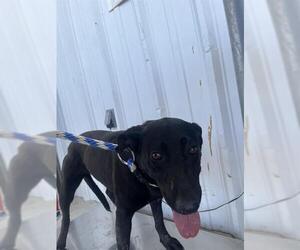 Labrador Retriever Dogs for adoption in Bakersfield, CA, USA