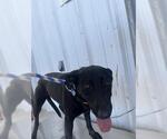 Small Labrador Retriever