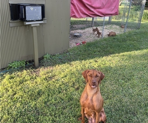 Medium Photo #4 Vizsla Puppy For Sale in OTTUMWA, IA, USA