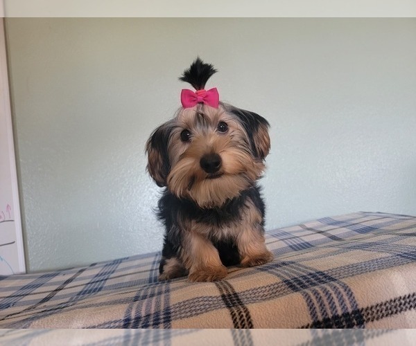Medium Photo #5 Yorkshire Terrier Puppy For Sale in TUCSON, AZ, USA