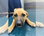 Small Black Mouth Cur Mix