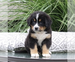 Bernese Mountain Dog Puppy for sale in DUNDEE, OH, USA