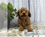 Small #3 Poodle (Miniature)