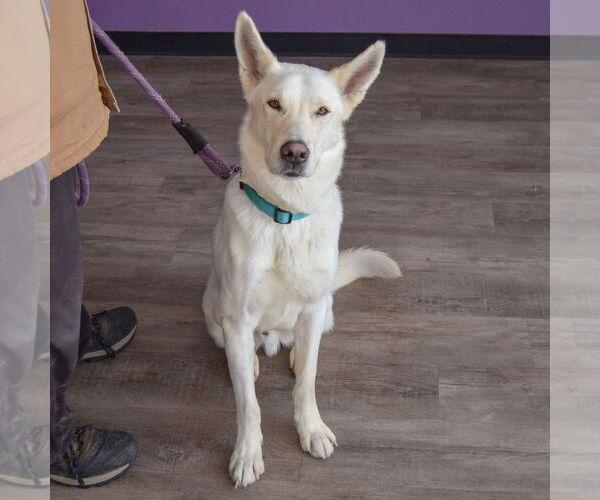 Medium Photo #5 Gerberian Shepsky Puppy For Sale in Huntley, IL, USA