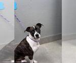 Small Boxer Mix