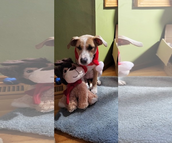 Medium Photo #7 American Pit Bull Terrier-Unknown Mix Puppy For Sale in Minneapolis, MN, USA