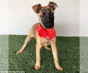 Clara - Female German Shepherd Dog-Unknown Mix Dog for Adoption - Photo #3