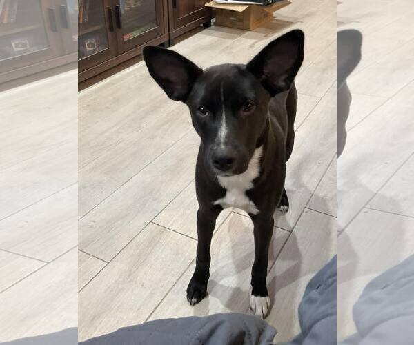 Medium Photo #10 Black Mouth Cur-Unknown Mix Puppy For Sale in Palatka, FL, USA