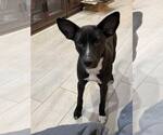 Small #9 Black Mouth Cur Mix