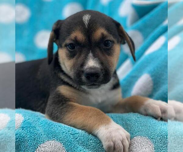 Medium Photo #2 Labrador Retriever-Unknown Mix Puppy For Sale in San Diego, CA, USA