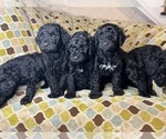 Small Photo #10 Goldendoodle Puppy For Sale in PIEDMONT, SC, USA