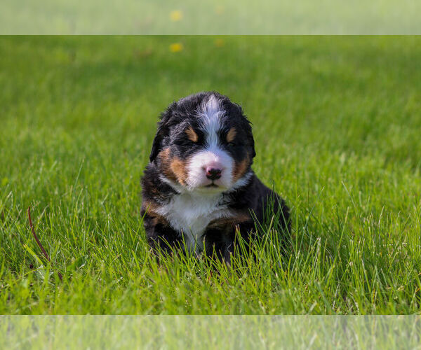 Medium Photo #7 Bernese Mountain Dog Puppy For Sale in AMANA, IA, USA