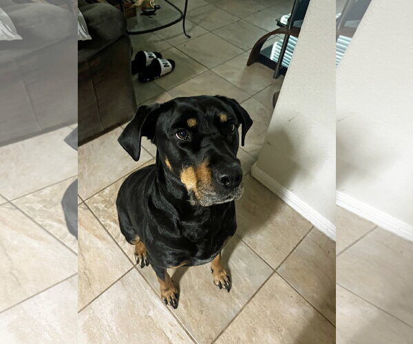 Medium Photo #6 Rottweiler-Unknown Mix Puppy For Sale in White Hall, AR, USA