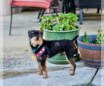 Small #3 Affenpinscher Mix