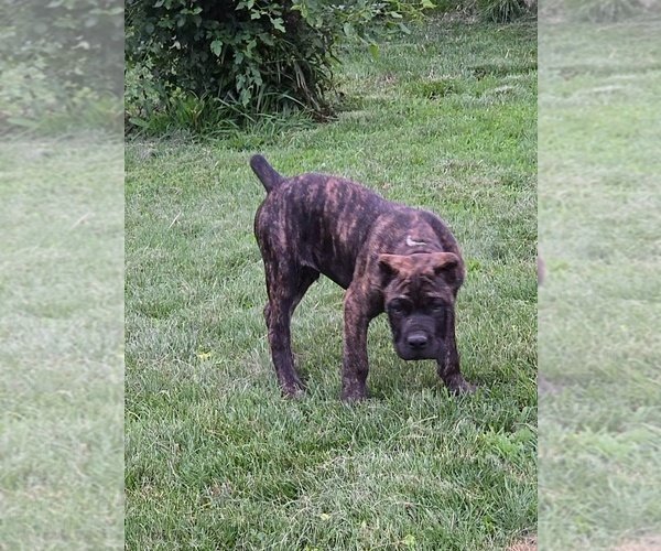 Medium Photo #1 Cane Corso Puppy For Sale in CAMBY, IN, USA