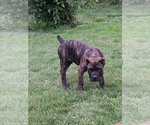 Image preview for Ad Listing. Nickname: Max