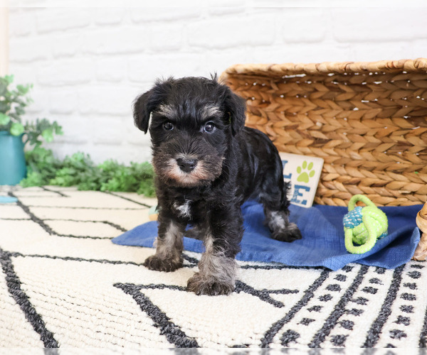 Medium Photo #14 Schnauzer (Miniature) Puppy For Sale in SYRACUSE, IN, USA