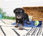 Small #13 Schnauzer (Miniature)