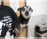 Small Chihuahua Mix