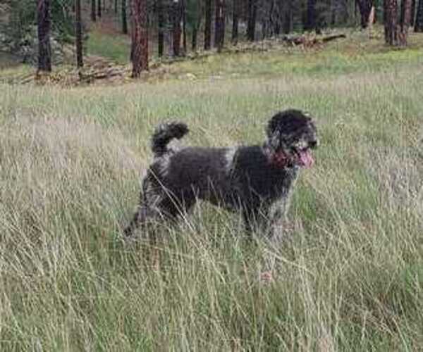 Medium Photo #1 Aussiedoodle Puppy For Sale in CHANDLER, AZ, USA
