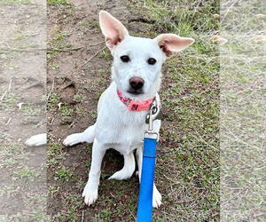 Mutt Dogs for adoption in San Diego, CA, USA