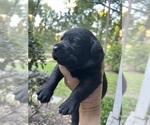 Small #7 Labrador Retriever