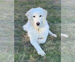 Small Photo #6 Great Pyrenees Puppy For Sale in Garland, TX, USA