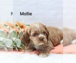 Small Photo #11 Cocker Spaniel Puppy For Sale in LOYAL, WI, USA