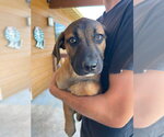 Small Boxer-Coonhound Mix