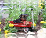 Small #1 Yorkshire Terrier