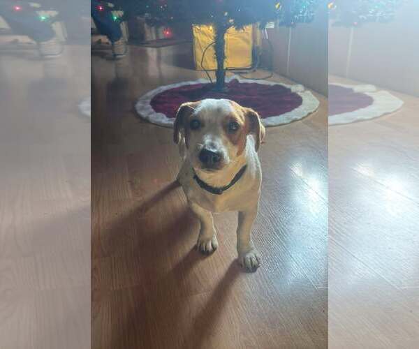 Medium Photo #6 Jack Russell Terrier-Unknown Mix Puppy For Sale in Westwood, NJ, USA